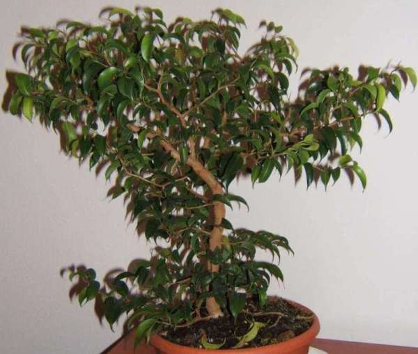 ficus_w.jpg