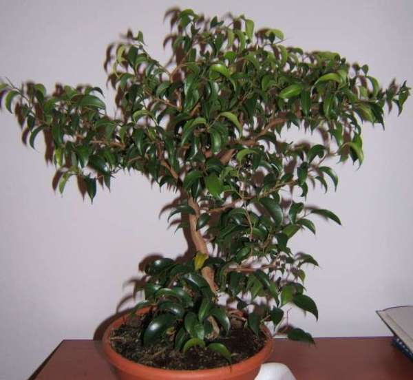 ficus1_w.jpg