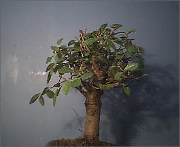 bonsai4.JPG