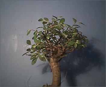 bonsai3.JPG