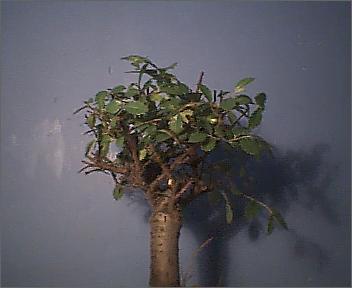 bonsai2.JPG