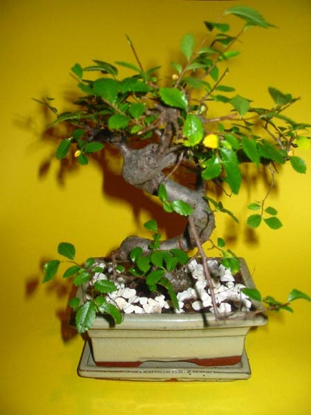 bonsai4.jpg