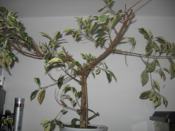 kandydat na Bonsai- Ficus