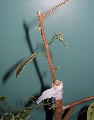ZwykÂłe szczepienie . Zrazik byÂł skrĂłcony i ogoÂłocony z liÂści (zostwiÂłem na nim 2-3 liÂście) . Ficus staÂł pod foliÂą i przeszczep szybko wznowiÂł wzrost ) .