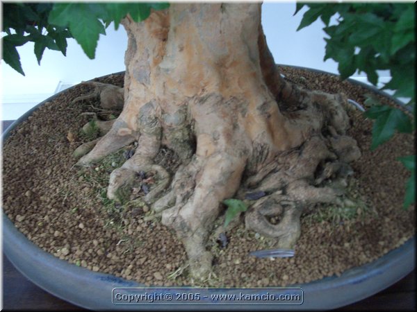 fotka znaleziona w kategorii zdjecia