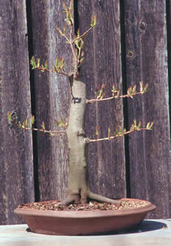 Tak wyglÂądaÂł po przyciĂŞciu pnia