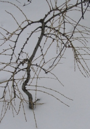 03-luty_06 modrzew II.jpg