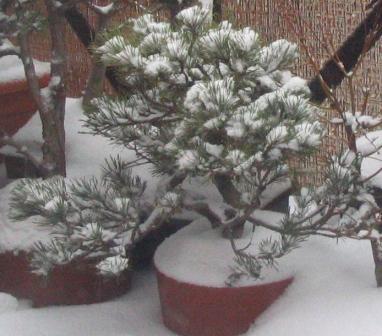 o3-luty_zima sosna.jpg