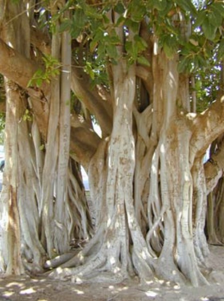 Fikus korzenie powietrzne.jpg