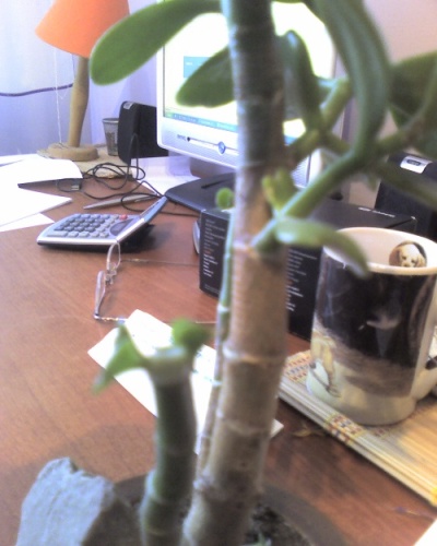 po 3 tygodniach nowe listki