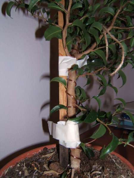 ficus po zÂłamaniu__2.jpg