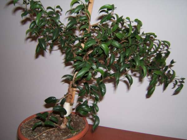 ficus po zÂłamaniu__1.jpg