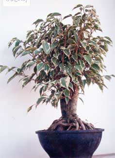 fikus benjamina variegata1.jpg