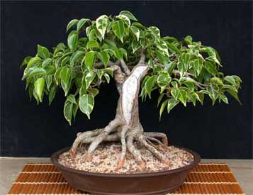 fikus benjamina variegata2.jpg
