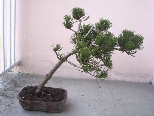 Troche mnie denerwuja slady po obcietych galeziach macie na to jakas rade ??