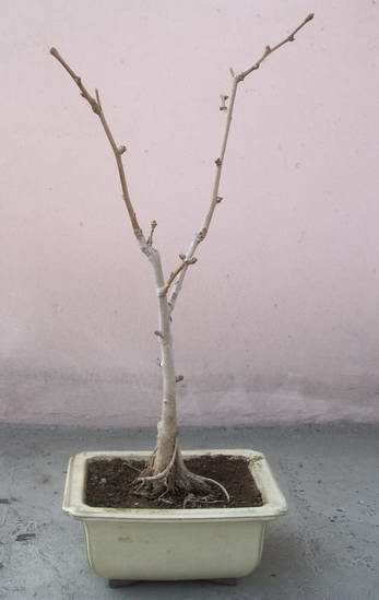 5 letnie Ginkgo Biloba jest ze mna juz od ponad 3 lat, ale wciaz wyglada niepowaznie, bardziej jak sadzonka niz drzewko. Moze lepsza ziemia, troche uzywek dodadza mu wigoru