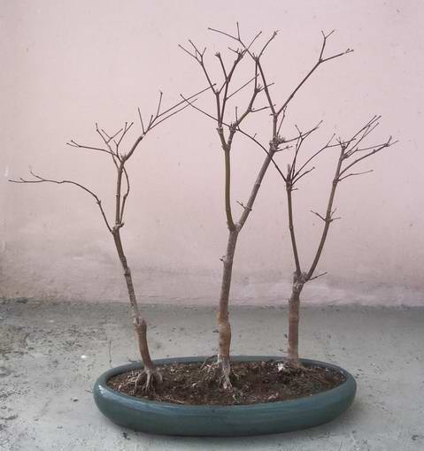 Moje male trojaczki Acer palmatum bloogood. Maja udawac grupe drzew. Na razie, niestety, stoja jak zolnierze na musztrze. Byle do wiosny jak wypuszcza swoje piekne czerwone listki.