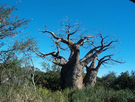 baobab2.jpg