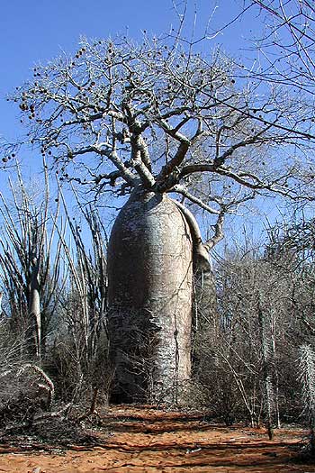 baobab.jpg