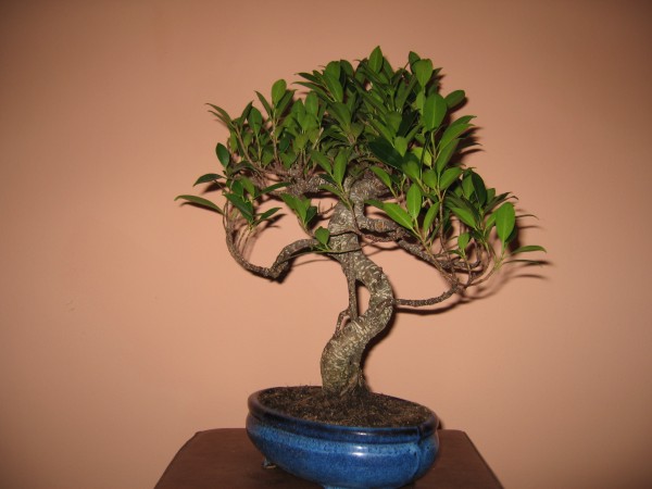 Fikus Retusa2 002.jpg