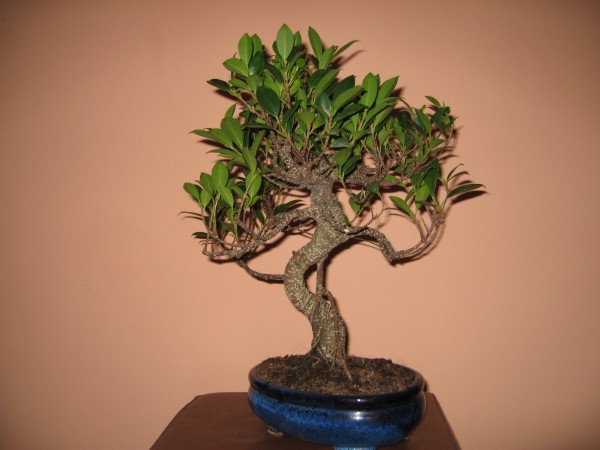 Fikus Retusa2 003.jpg