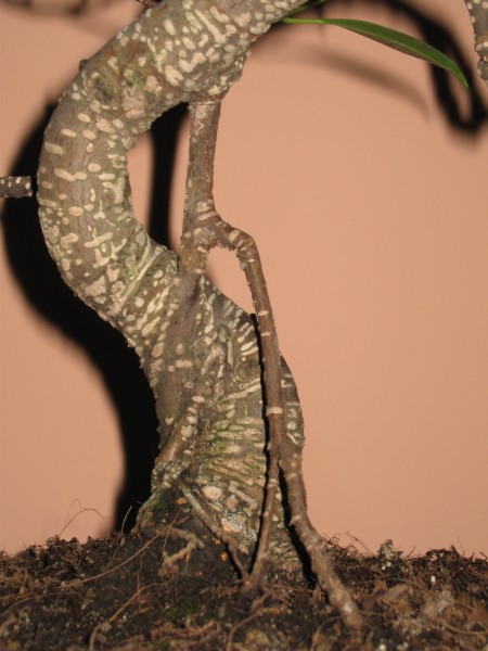 Fikus Retusa2 004.jpg