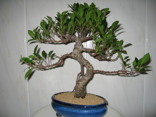 Fikus Retusa2 005.jpg