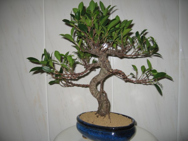 Fikus Retusa2 006.jpg