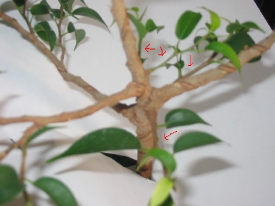 Kopia Kopia Kopia IMG_3169.jpg