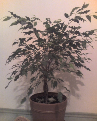 ficus3.jpg
