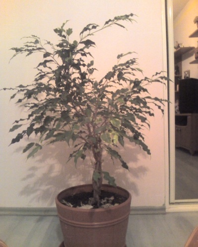 ficus1.JPG