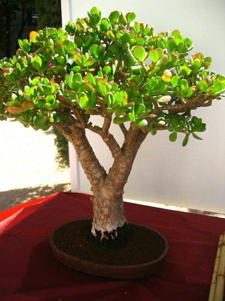 zakochalem sie w tym egzemplarzu - jest rewelacyjny