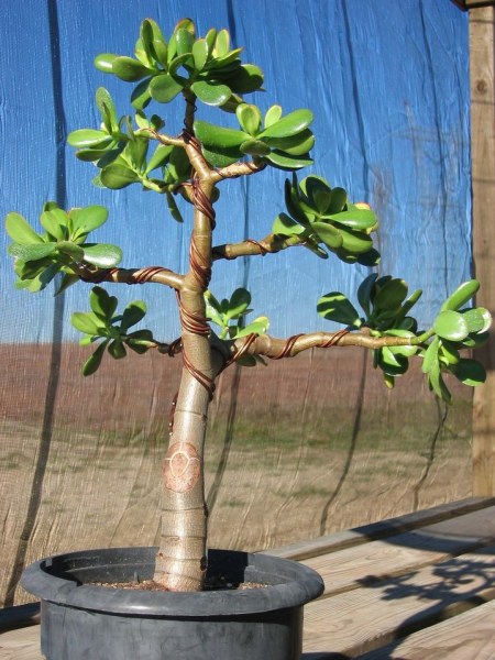 odrutowana crassulka