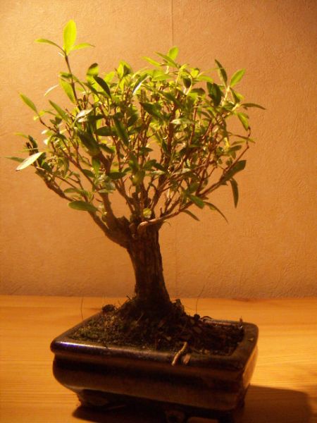 a tak prezentuje sie z calosci