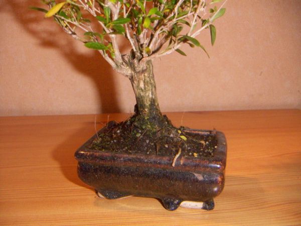 tak wyglada doniczka