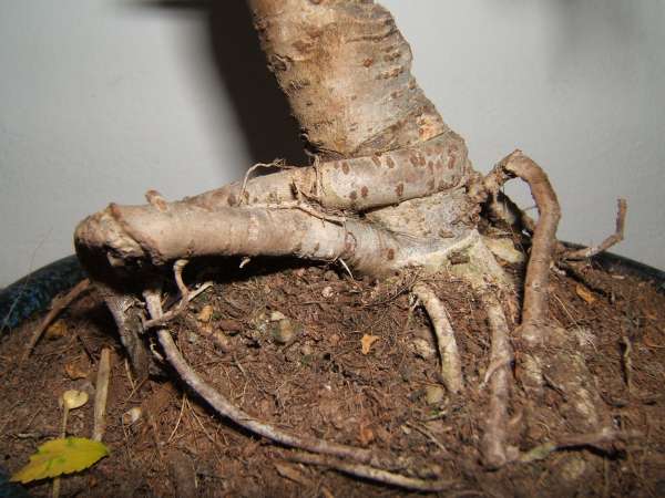 wiÂąz korzenie.jpg