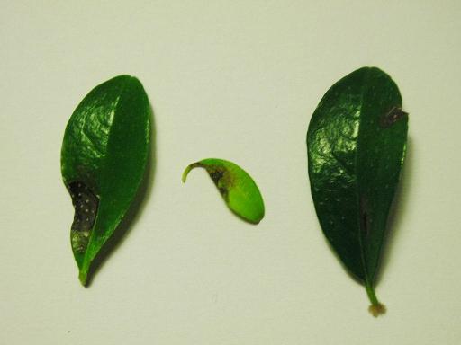 carmona liÂście.jpg