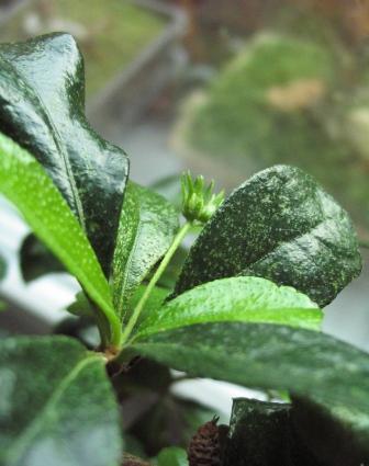 carmona liÂście i pÂączki kwiatowe.jpg