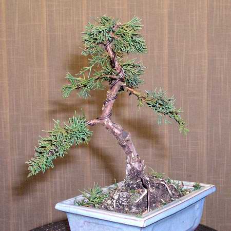 JaÂłowiec chiĂąski1.jpg