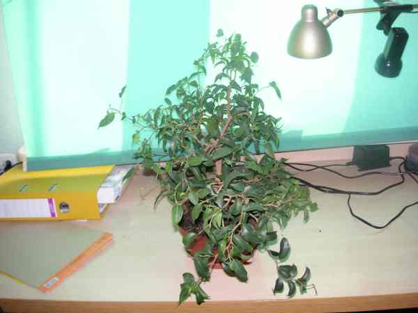 fikus banjamin 3.jpg