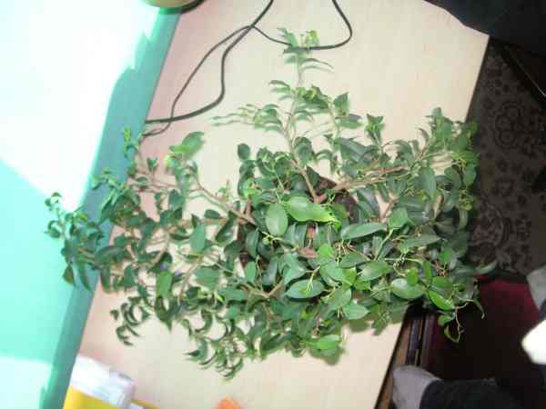 fikus banjamin 6.jpg