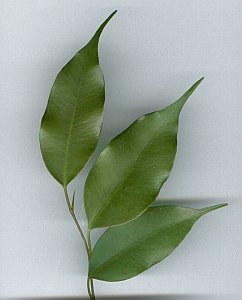ficus benjamina.jpg