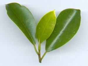 ficus microcarpa (syn. retusa).jpg