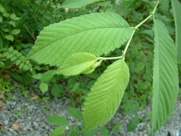 ulmus rubra.jpg