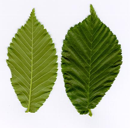 ulmus glabra.jpg