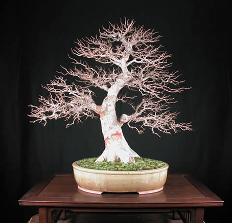 Ulmus parvifolia 2.jpg