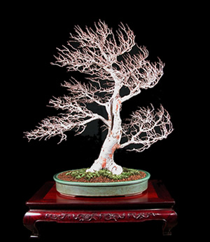 Ulmus parvifolia .jpg