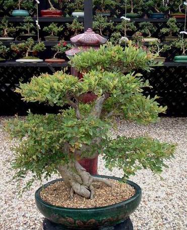 Ulmus parvifolia.jpg