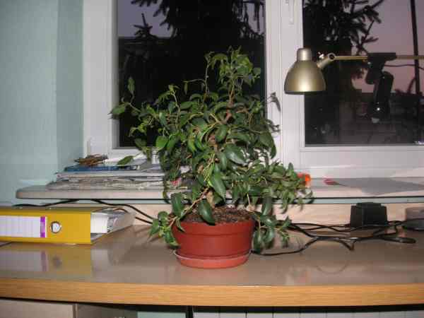 fikus banjamin 011.jpg