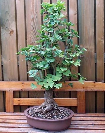 ginko biloba1.jpg